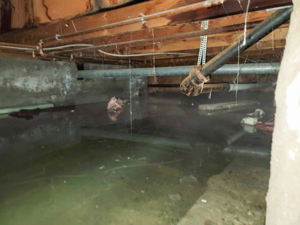 Best Water damage restoration near me  in St Clair, MI